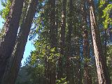 Muir Woods 001